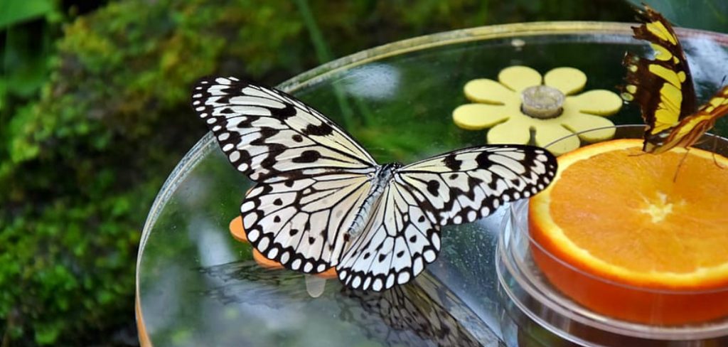 How to Make Ceramic Butterflies