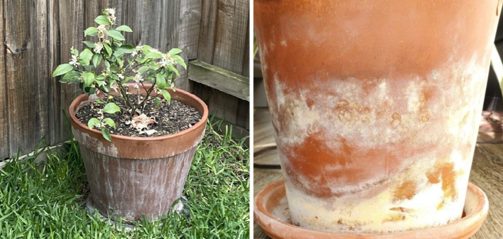 How to Clean Terra Cotta Pots