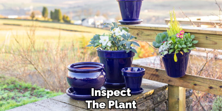 Inspect
The Plant